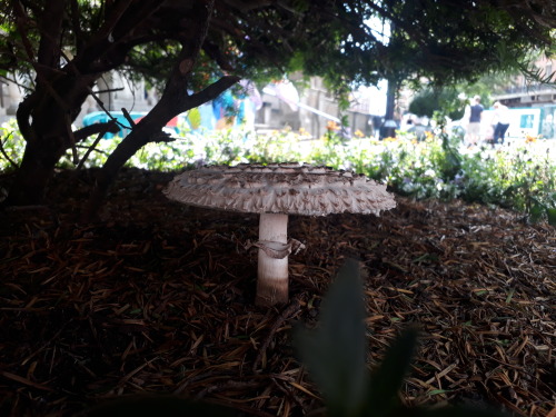 Sheffield, UK, August 2021Shaggy parasol (Chlorophyllum rhacodes)Poisonous look-a-like to the edible