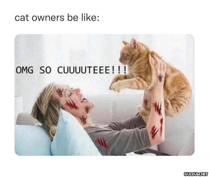 cat owners be like: OMG SO...