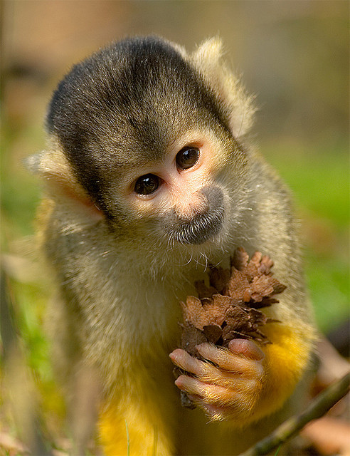 Cute baby monkeys