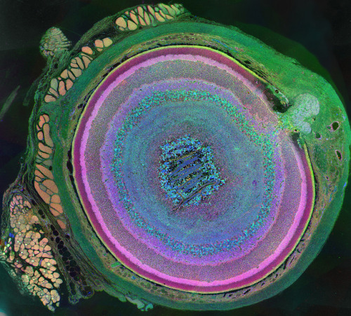 A mammalian eye has approximately 70 different cell types | ZEISS Microscopy on Flickr.The incredibl