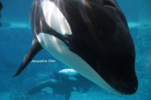 Gender: MalePod: N/APlace of Capture: Born at SeaWorld of FloridaDate of Capture: Born November 23, 