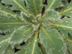 morigrrl:  Raindrops on Himalayan Poppy leaves      
