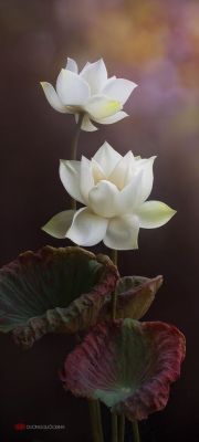 gosunshinegold:  The lotus flower blooms