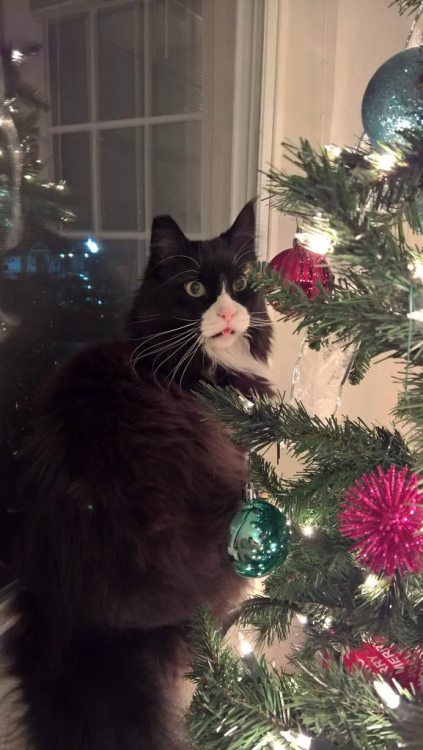 dailyblep: “It’s so shiny” blepdailyblep.tumblr.com source: imgur.com/r/blep/M8XNVPp