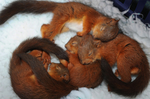 Baby squirrels sleeping in basket by Owen Humphreys