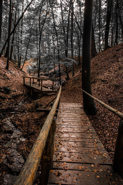 plasmatics-life:
“ Forest walk into the colorless | (by Chris Talentfrei)
”