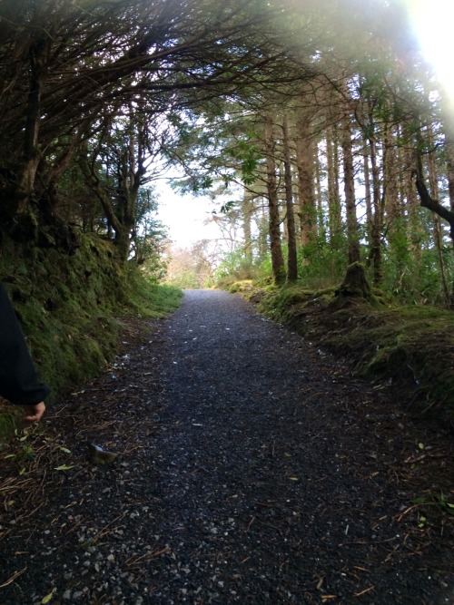 plant-faery: When I visited Ireland last spring