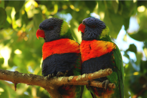 Rainbow lorikeets by Julia Kuleshova