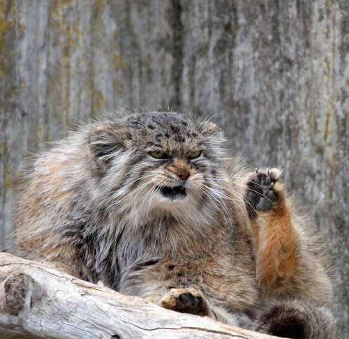 boredpanda:The Manul Cat Is The Most Expressive Cat In The World@little-brisk