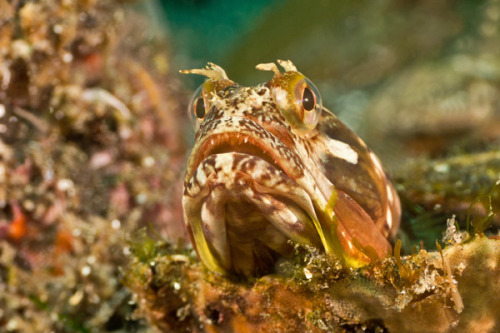 Sarcastic Fringehead (Neoclinus blanchardi), Anacapa Island, USA© 2012 Douglas Klug