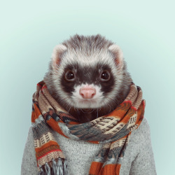 zooportraits:  FERRET by Yago Partal  for ZOO