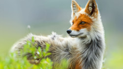 stunningpicture:  Vulpes vulpes - The Red