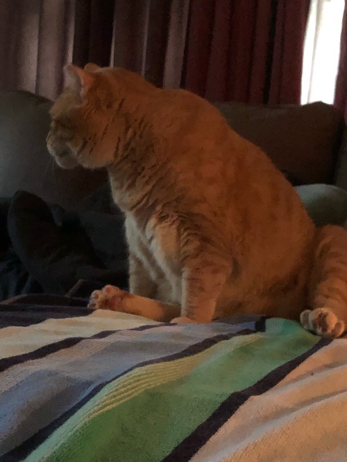 My Aunt Is Staying With My Ma And I, And She Brought Her Cat! This Is Buddy, Who Is