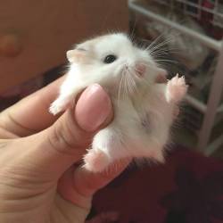 awwww-cute:  Omg little puff ball (Source: