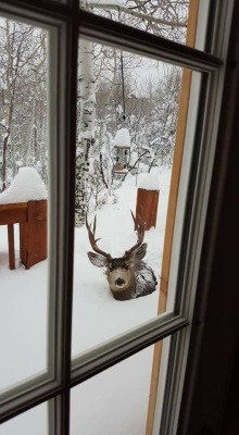 the-samhain-sister: rabbitsteele: help  If you’re cold, they’re cold. Let them in. 