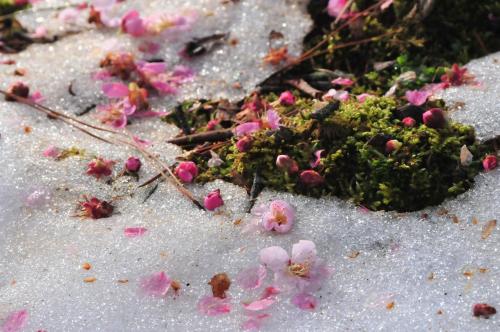 bookishboy:  雪の上に咲く花・吉野梅郷 2010 