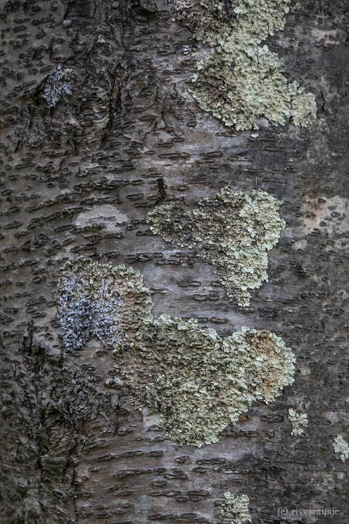 Lovin’ Lichens: &copy; riverwindphotography