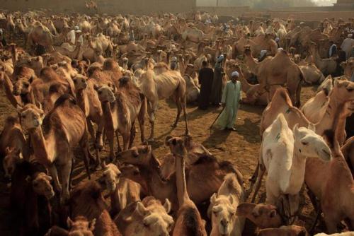 global-musings: Location: Birqash, EgyptPhotographer: Uruma Takezawa