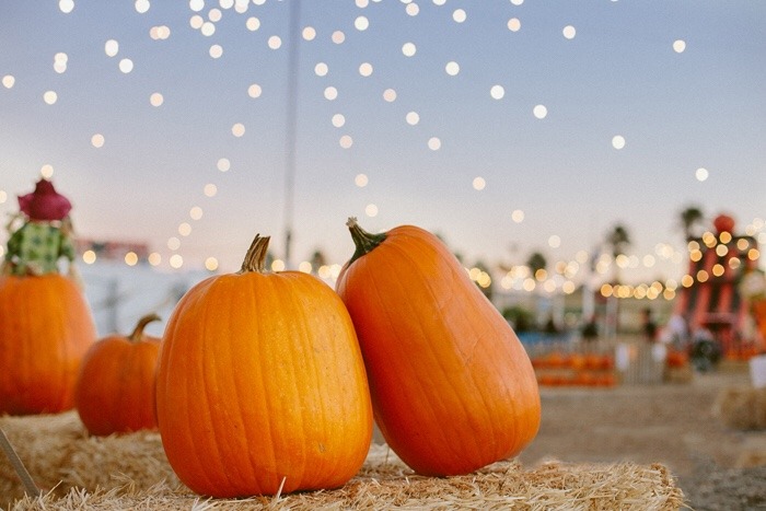 aww these two pumpkins look like theyre on a date