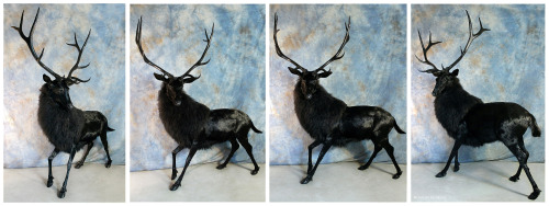 somedeadthings:The Black Stag by WeirdCityTaxidermy