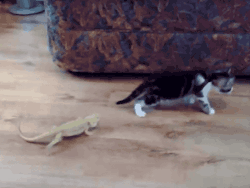 cineraria:  Scared Kitten goes crazy! - YouTube 