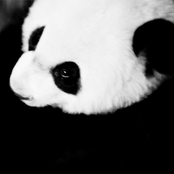 Don’t be a racist be like a Panda: It’s white, black and Asian. 