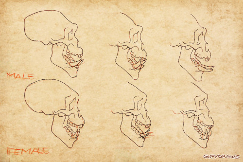 Extract from my project on the hypothetical anatomy of World of Warcraft&rsquo;s Horde races (up