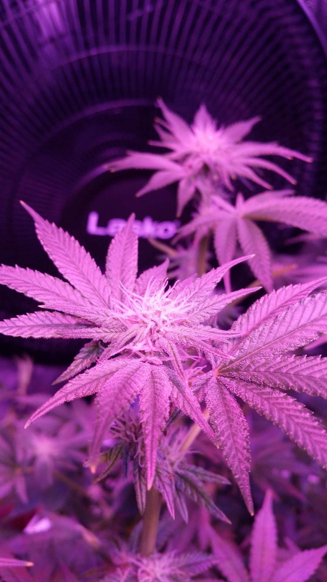 Weed Statistics
