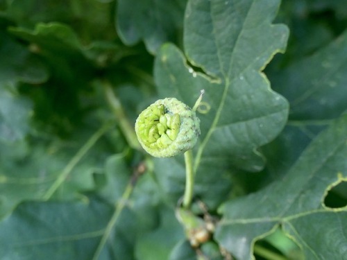 #365daysofbiking From little acorns:
July 15th - More galls: I mentioned knopper galls recently and pointed out these wasp galls deform acorn buds to form a home for the wasp larva within. I found an illustration of this in Victoria Park...