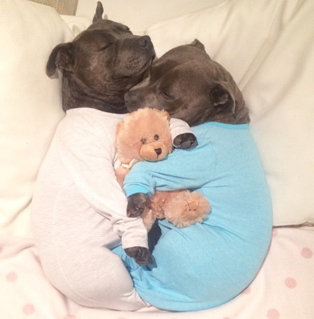 nobodylovesanihilist:  mymodernmet:  Adorable Bull Terriers Have Cuddle-Filled Pajama