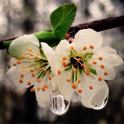 betweenthislifeandnext:Plum blossoms, suspended raindrops, and the forest within magically standing 