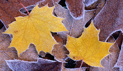 nubbsgalore:  late autumn hoarfrost, formed on the edges and spines of leaves as the humidity in the atmosphere condenses on the ground, which under clear skies loses heat more quickly than the surrounding air. photos by (click pic) allyhook, duncan
