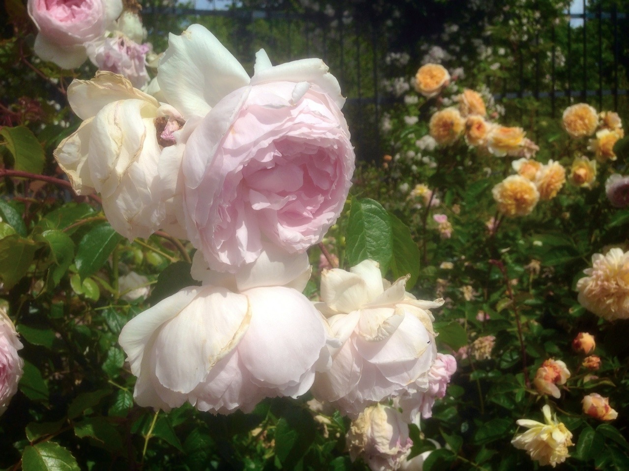 childoflamb:roses IV