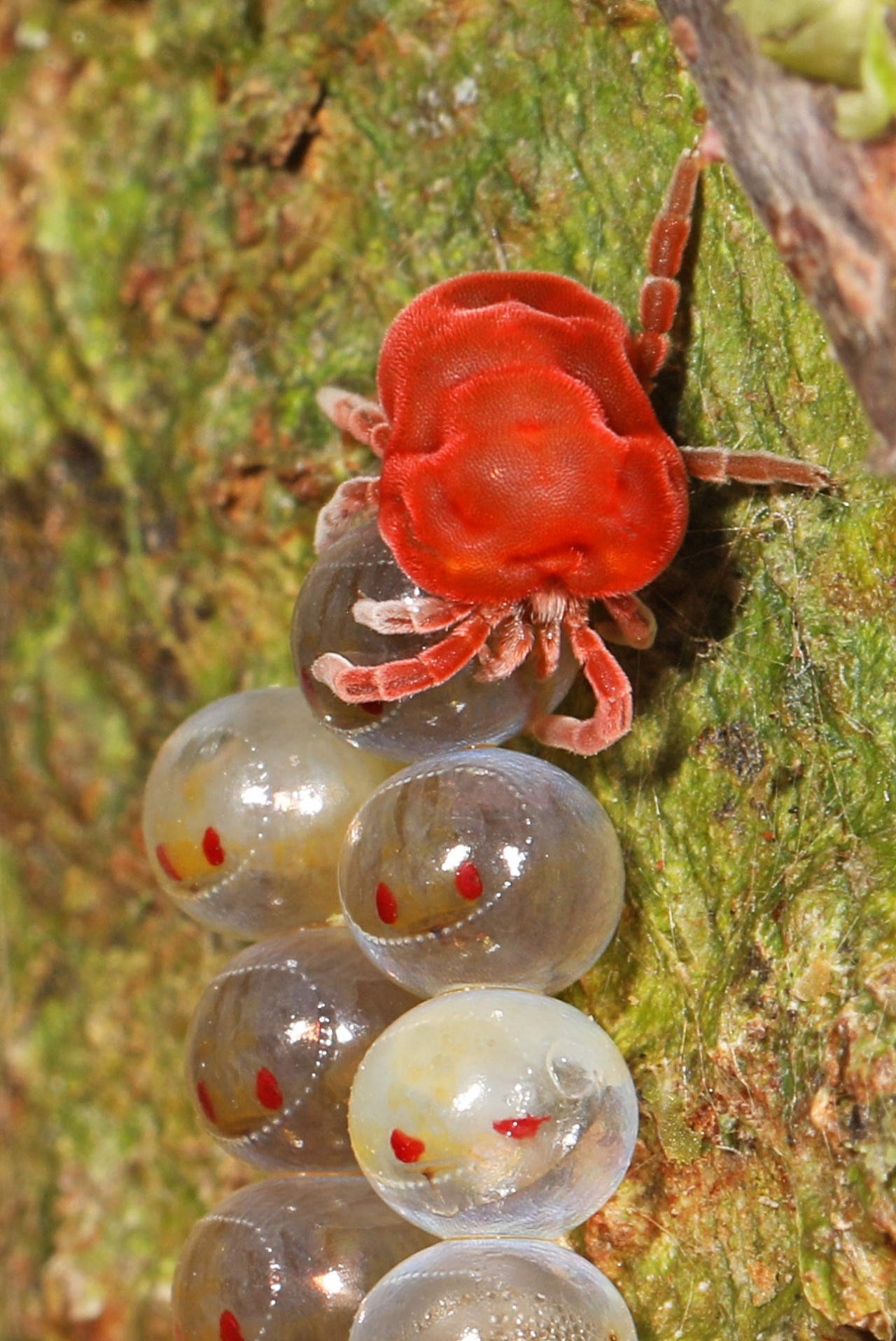 Velvet mite, Trombidium sp.?, Trombidiidae, with Hemipteran eggs
Photographed in Ecuador by Judy Gallagher