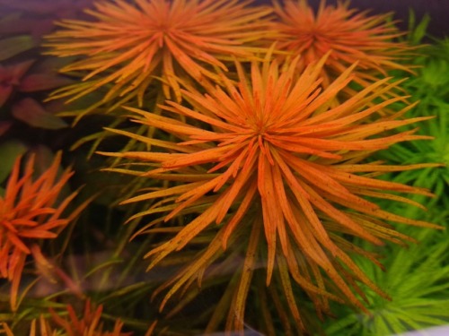 Ludwigia inclinata var. verticillata ‘Pantanal’