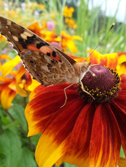 An European peacock, painted lady and beebles from Kaisaniemi Botanical Garden today