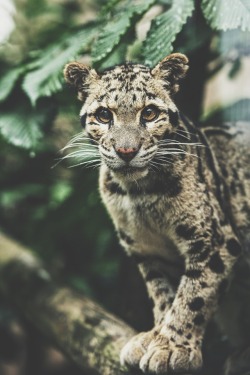 ikwt:  clouded leopard (Colin Langford)