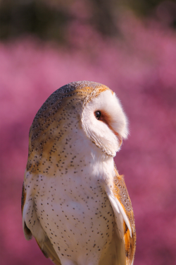 plasmatics-life:  Pretty Around Pink  by Daniela Duncan 