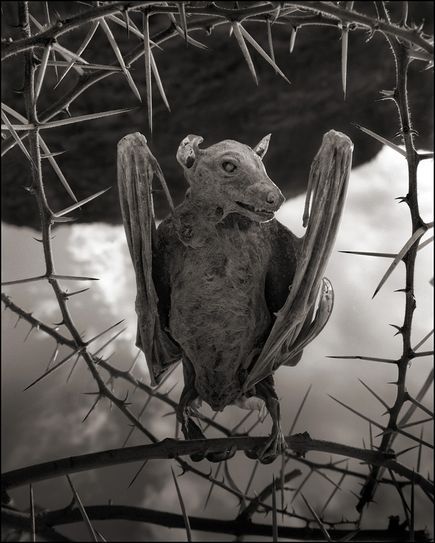 odditiesoflife:Animals Preserved by Salt, Not Killed by Deadly LakeLake Natron does not turn animals