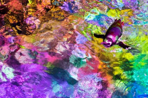すみだ水族館【公式】‏@Sumida_Aquariumプロジェクションマッピング「ペンギンピクニック」には、このような絵の具で色を重ねたようなワンシーンも！水の中でも綺麗な色が映るようにたくさんの工夫