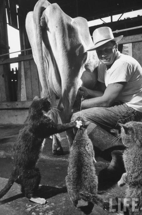  Photo by Nat Farbman: Cats Blackie & Brownie catching squirts of milk during milking at Arch Badertscher’s dairy farm, 1954. Source: LIFE Photo Archive, hosted by Google. 