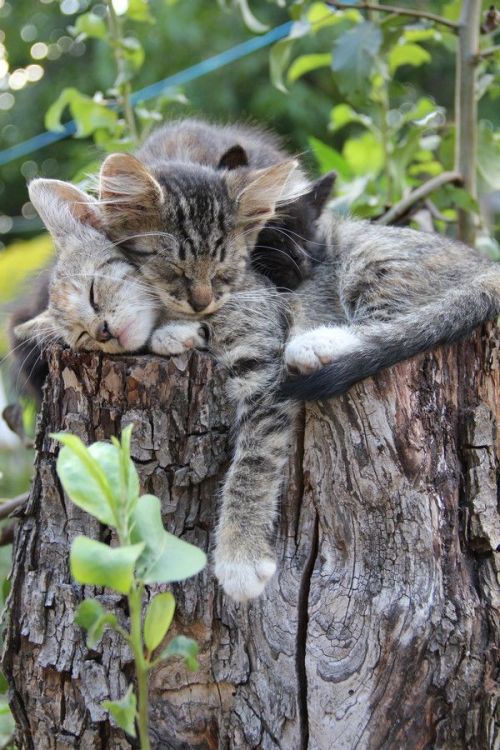 lolcuteanimals:Sleeping kittens on a stumpCats by Michael Pavenin on Fivehundredpx