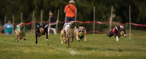 ofcarnivora:Italian greyhounds, silkens and whippets doing straight racing (LGRA/WRA). Nyoommmm, the