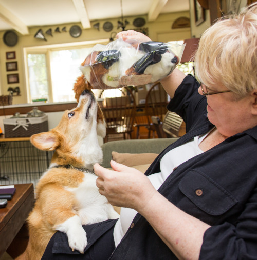 otisthecorgi:  New Fox Day is a very important day on the FrogDog’s calendar. 