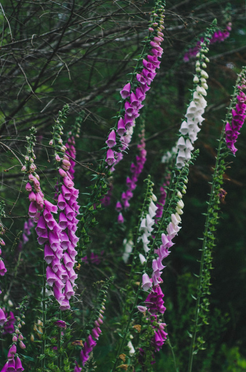 millivedderphotography: Digitalis Flickr|Facebook|Tumblr|Society6