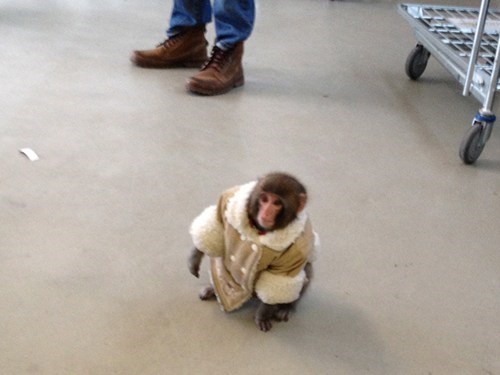 thedailywhat:  Look at This Well-Dressed Monkey of the Day  Have you met IKEA Monkey,
