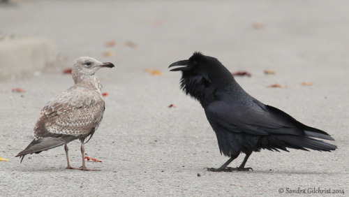 thalassarche: Common Raven (Corvus corax) teasing a gull (Larus spp) - series by Sandra Gilchrist Ac