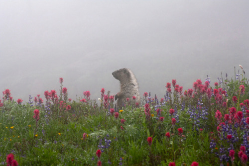 90377:Mt Rainier, Washington State by Filemon &amp; Mickey