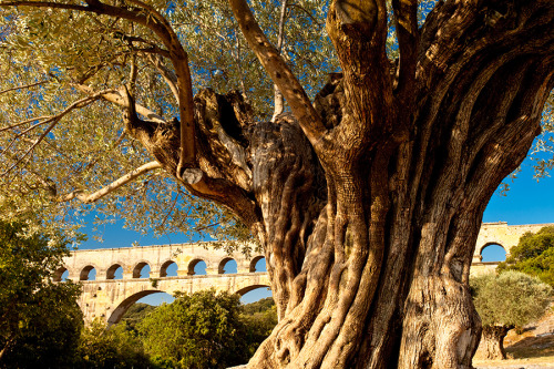 schwenzy:Olive tree with view of Pont du Gard near Nimes France - Brian Jannsen Photography