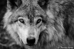 wolfsheart-blog:  Wolf by F. Lourette